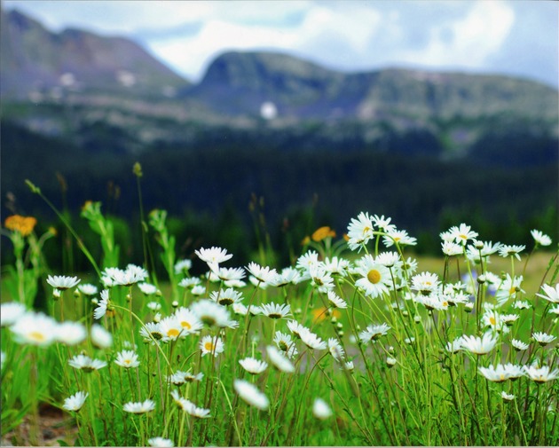 Summer Reading Program Photography Contest 2011, Colorado Daisies
