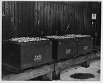 Photograph of electric storage batteries at Basic Magnesium, Inc.