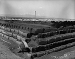 Photograph of peat at Basic Magnesium, Inc.