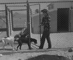Photograph of a new animal shelter, Henderson, July 1955