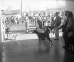 Photograph of dogs waiting for shots at the fire station, Henderson, January 1962